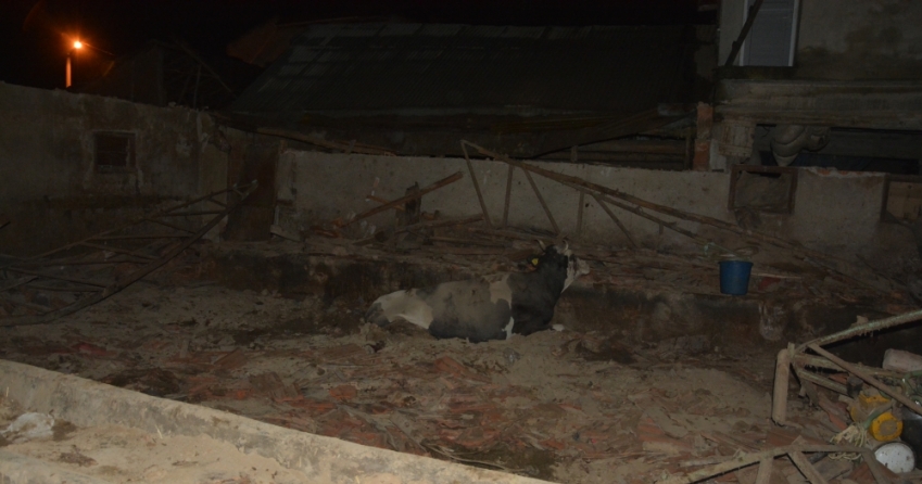 Afyonkarahisar'da sağanak sonrası çatısı çöken besihanedeki bir inek telef oldu