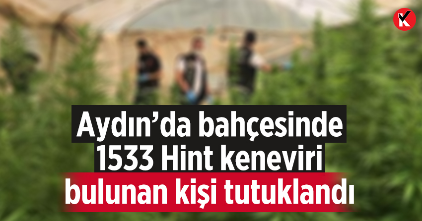 Aydın’da bahçesinde 1533 Hint keneviri bulunan kişi tutuklandı