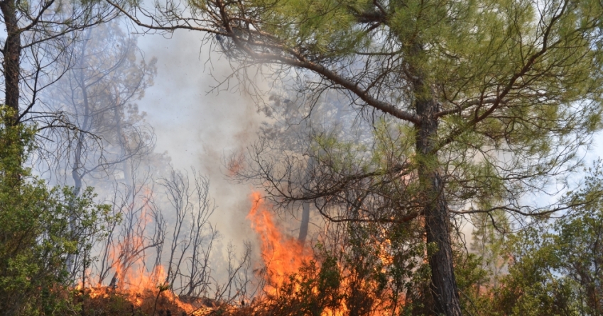 Manisa'da iki ilçede çıkan orman yangınlarına müdahale ediliyor