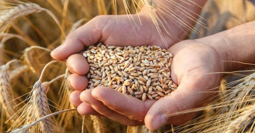 Buğdayda fiyatlar arttı: Yeni bir ekmek zammı kapıda